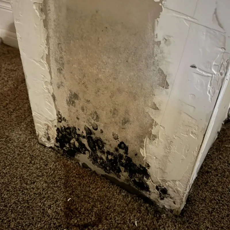 Professional Mold Removal in Anthony, TX